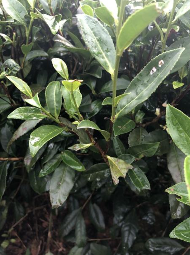 苔选03-21.png 苔选03-21.png