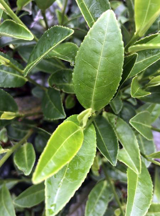 苔选03-21 1.png 苔选03-21 1.png