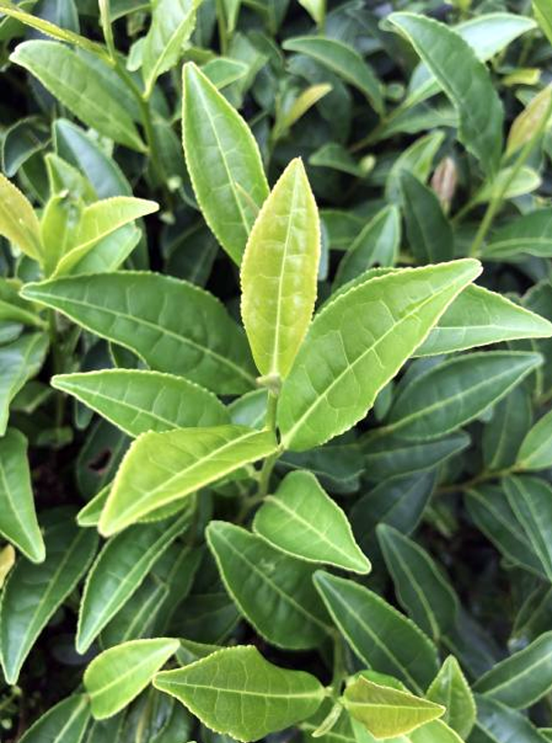 乐动体育在线_乐动(中国)4号（88-03）   1.png