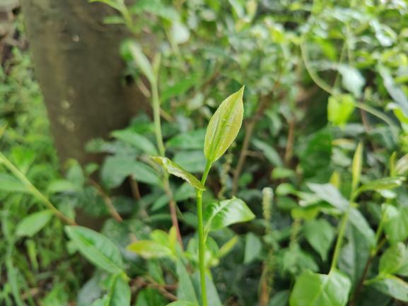 柳叶早.png 柳叶早.png