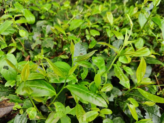 柳叶早1.png 柳叶早1.png