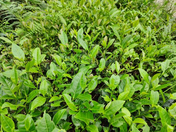 佛香3号.png 佛香3号.png