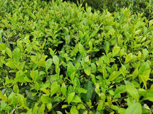 桂香18号.png 桂香18号.png