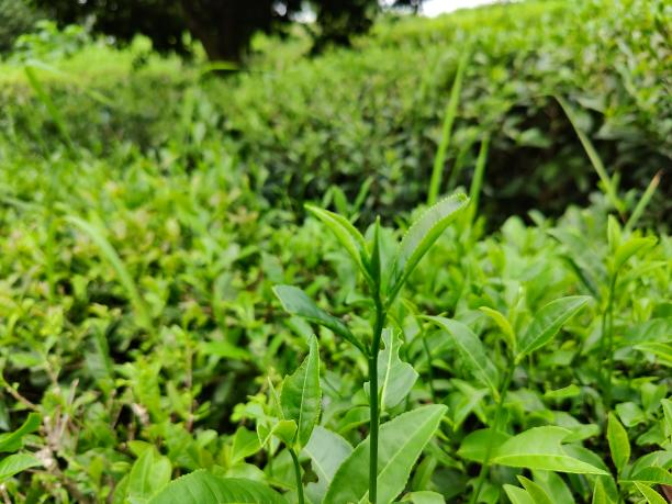 乐动体育在线_乐动(中国)12号（79-42-28） 1.png