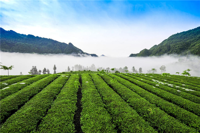 桑植白茶基地.png 桑植白茶基地.png