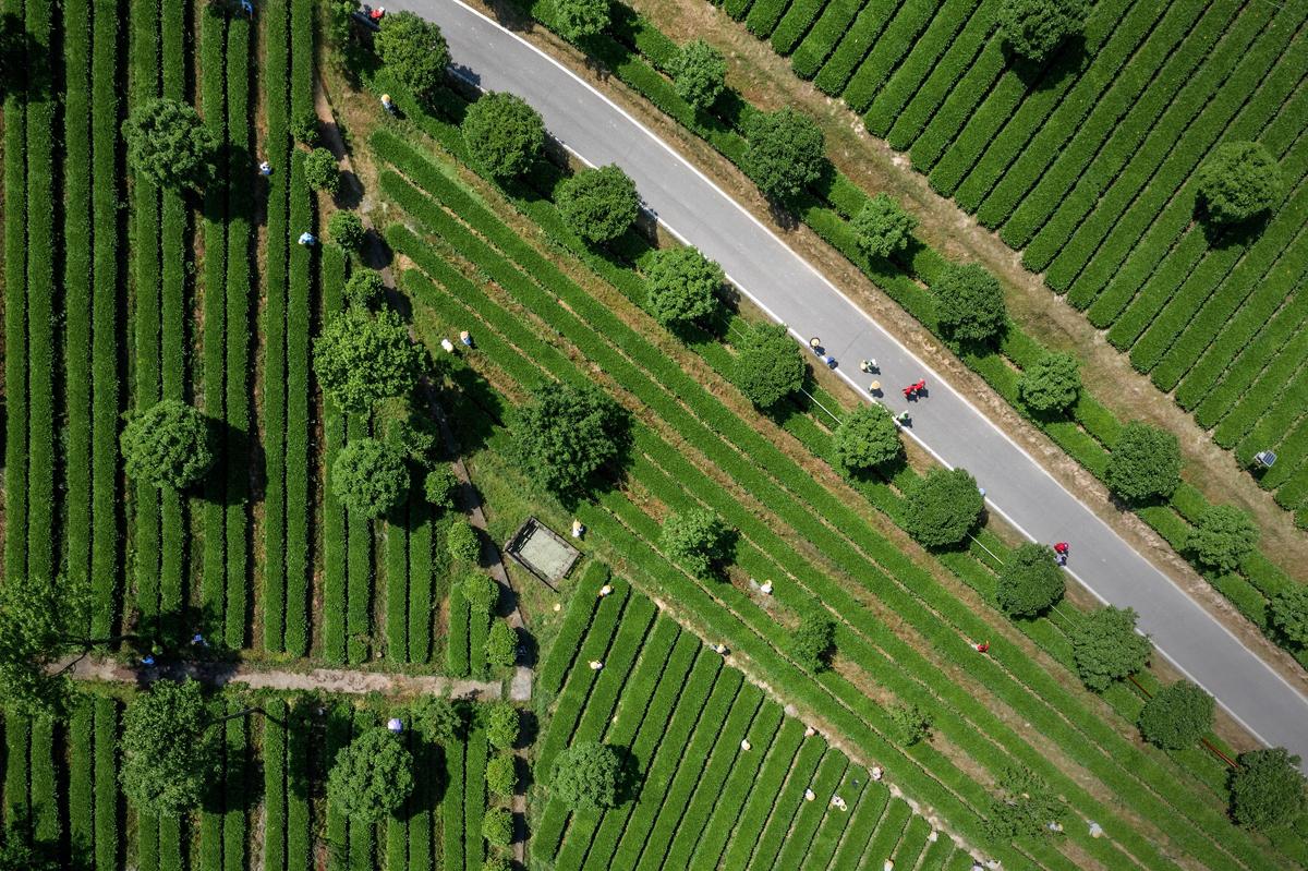 乐动体育在线_乐动(中国)飞跃国家茶叶标准化基地(1).jpg